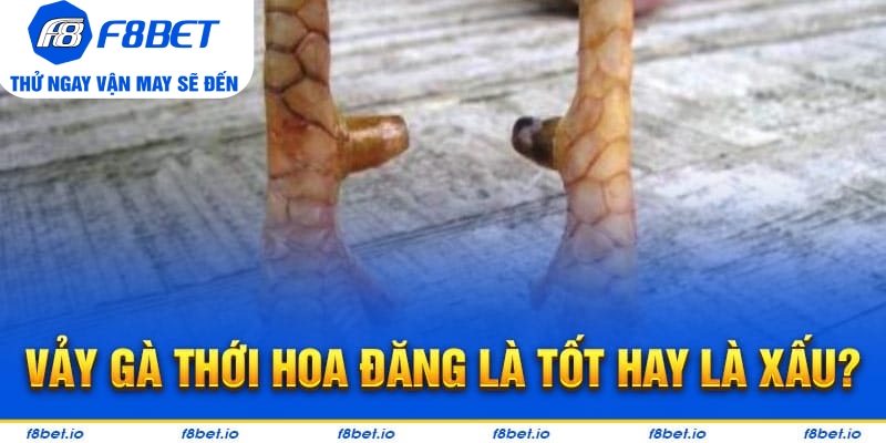 Chiến kê có vảy gà thới hoa đăng là tốt hay là xấu?