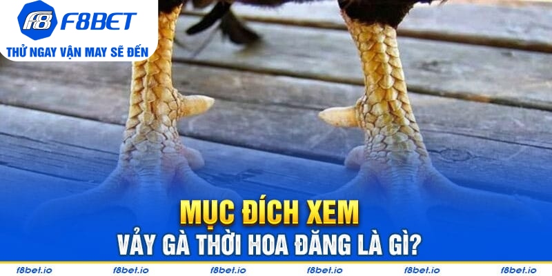 Mục đích để xem vảy gà thới hoa đăng
