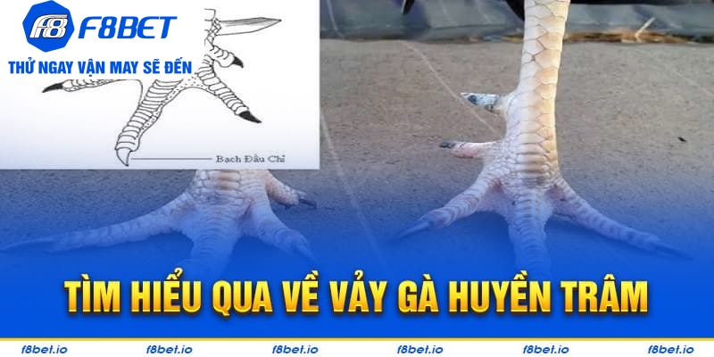 Tìm hiểu chi tiết về loại vảy gà huyền trâm