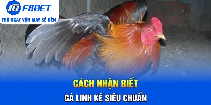Cách Nhận Biết Gà Linh Kê Siêu Chuẩn Từ Tay Chơi Lâu Năm